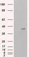 MCL1 Apoptosis Regulator, BCL2 Family Member antibody, LS-C115033, Lifespan Biosciences, Western Blot image 