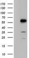 T-Complex 11 Like 2 antibody, CF501800, Origene, Western Blot image 