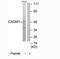 Cell Adhesion Molecule 1 antibody, TA312366, Origene, Western Blot image 