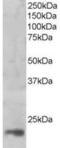 Mago Homolog, Exon Junction Complex Subunit antibody, TA305811, Origene, Western Blot image 