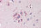 F-Box And Leucine Rich Repeat Protein 2 antibody, MBS248689, MyBioSource, Immunohistochemistry frozen image 