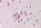 F-box/LRR-repeat protein 2 antibody, MBS248689, MyBioSource, Immunohistochemistry frozen image 