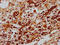 Inhibitor Of DNA Binding 2 antibody, LS-C317872, Lifespan Biosciences, Immunohistochemistry paraffin image 