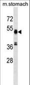 Required For Meiotic Nuclear Division 5 Homolog A antibody, LS-C158857, Lifespan Biosciences, Western Blot image 