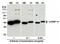 Heterogeneous Nuclear Ribonucleoprotein H1 antibody, ab10374, Abcam, Western Blot image 