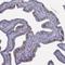 Leucine Rich Repeat Containing 46 antibody, NBP2-62692, Novus Biologicals, Immunohistochemistry paraffin image 