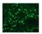 Toll Like Receptor 8 antibody, DDX0480P-100, Novus Biologicals, Immunohistochemistry frozen image 