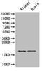 Ribosomal Protein L11 antibody, A53841-100, Epigentek, Western Blot image 