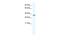 Homeobox B1 antibody, PA5-68768, Invitrogen Antibodies, Western Blot image 