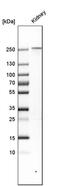 Phospholipase A2 Receptor 1 antibody, PA5-52966, Invitrogen Antibodies, Western Blot image 