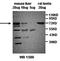 Scavenger Receptor Class B Member 1 antibody, orb77449, Biorbyt, Western Blot image 