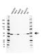 Eukaryotic Translation Elongation Factor 1 Alpha 1 antibody, VMA00511, Bio-Rad (formerly AbD Serotec) , Western Blot image 