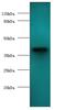 anemia virus apoptin antibody, orb242470, Biorbyt, Western Blot image 