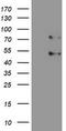 Sentrin-specific protease 1 antibody, TA800001, Origene, Western Blot image 