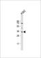 LYL1 antibody, MBS9216957, MyBioSource, Western Blot image 