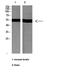 Tubulin alpha-1A chain antibody, STJ98829, St John