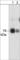 PKC antibody, PM2171, ECM Biosciences, Western Blot image 