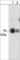 pan-PKC antibody, PM2171, ECM Biosciences, Western Blot image 