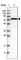 Negative Regulator Of Ubiquitin Like Proteins 1 antibody, HPA021220, Atlas Antibodies, Western Blot image 