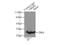 Orosomucoid 2 antibody, 11199-1-AP, Proteintech Group, Immunoprecipitation image 