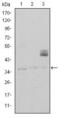 CD1a Molecule antibody, GTX60418, GeneTex, Western Blot image 