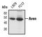Apoptosis And Caspase Activation Inhibitor antibody, PA5-17350, Invitrogen Antibodies, Western Blot image 