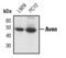 Apoptosis And Caspase Activation Inhibitor antibody, PA5-17350, Invitrogen Antibodies, Western Blot image 