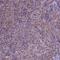 Interferon Regulatory Factor 6 antibody, HPA063121, Atlas Antibodies, Immunohistochemistry frozen image 