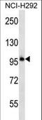 Protocadherin Beta 11 antibody, LS-C163428, Lifespan Biosciences, Western Blot image 