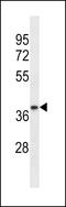 Transformer 2 Alpha Homolog antibody, LS-C157251, Lifespan Biosciences, Western Blot image 