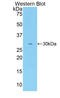 Activated Leukocyte Cell Adhesion Molecule antibody, LS-C292613, Lifespan Biosciences, Western Blot image 