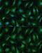 DEAD-Box Helicase 3 Y-Linked antibody, GTX66004, GeneTex, Immunofluorescence image 