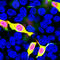 mCherry Tag  antibody, LS-C204826, Lifespan Biosciences, Immunocytochemistry image 