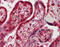 Pleckstrin Homology Domain Containing A8 antibody, MBS420752, MyBioSource, Immunohistochemistry paraffin image 