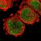 Aryl Hydrocarbon Receptor Nuclear Translocator antibody, HPA001759, Atlas Antibodies, Immunofluorescence image 