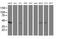 Aminoacylase 1 antibody, MA5-25618, Invitrogen Antibodies, Western Blot image 