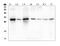 SRY-Box 15 antibody, A07722-1, Boster Biological Technology, Western Blot image 