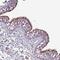 Serine Peptidase Inhibitor, Kazal Type 8 (Putative) antibody, NBP2-14777, Novus Biologicals, Immunohistochemistry frozen image 