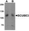 Signal Peptide, CUB Domain And EGF Like Domain Containing 3 antibody, LS-B8856, Lifespan Biosciences, Western Blot image 