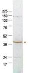 Serpin Family B Member 2 antibody, NBP1-77964, Novus Biologicals, Western Blot image 