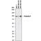 Prolactin Receptor antibody, AF1167, R&D Systems, Western Blot image 