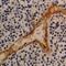 Thrombomodulin antibody, GTX76377, GeneTex, Immunohistochemistry paraffin image 