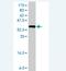 Neuroblastoma-amplified sequence antibody, H00051594-A01, Novus Biologicals, Western Blot image 