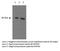 Spermatogenesis-associated protein 2 antibody, NBP2-50304, Novus Biologicals, Western Blot image 