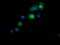 Kinesin Family Member 25 antibody, LS-C337881, Lifespan Biosciences, Immunofluorescence image 