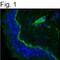 Heparan Sulfate Proteoglycan 2 antibody, MA1-06821, Invitrogen Antibodies, Immunofluorescence image 