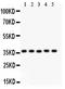Kruppel Like Factor 6 antibody, LS-C344082, Lifespan Biosciences, Western Blot image 