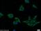 SEC61 Translocon Alpha 2 Subunit antibody, 24935-1-AP, Proteintech Group, Immunofluorescence image 