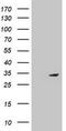 Mitochondrial Translational Initiation Factor 3 antibody, TA800435BM, Origene, Western Blot image 