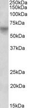 POU Class 2 Homeobox 2 antibody, LS-B16109, Lifespan Biosciences, Western Blot image 